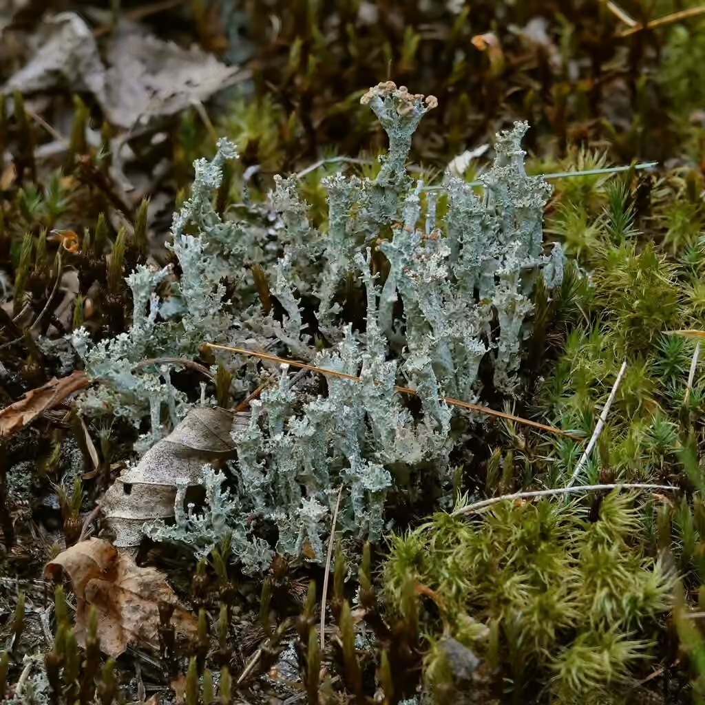 Cladonie feutrée, photo 1 sur 5