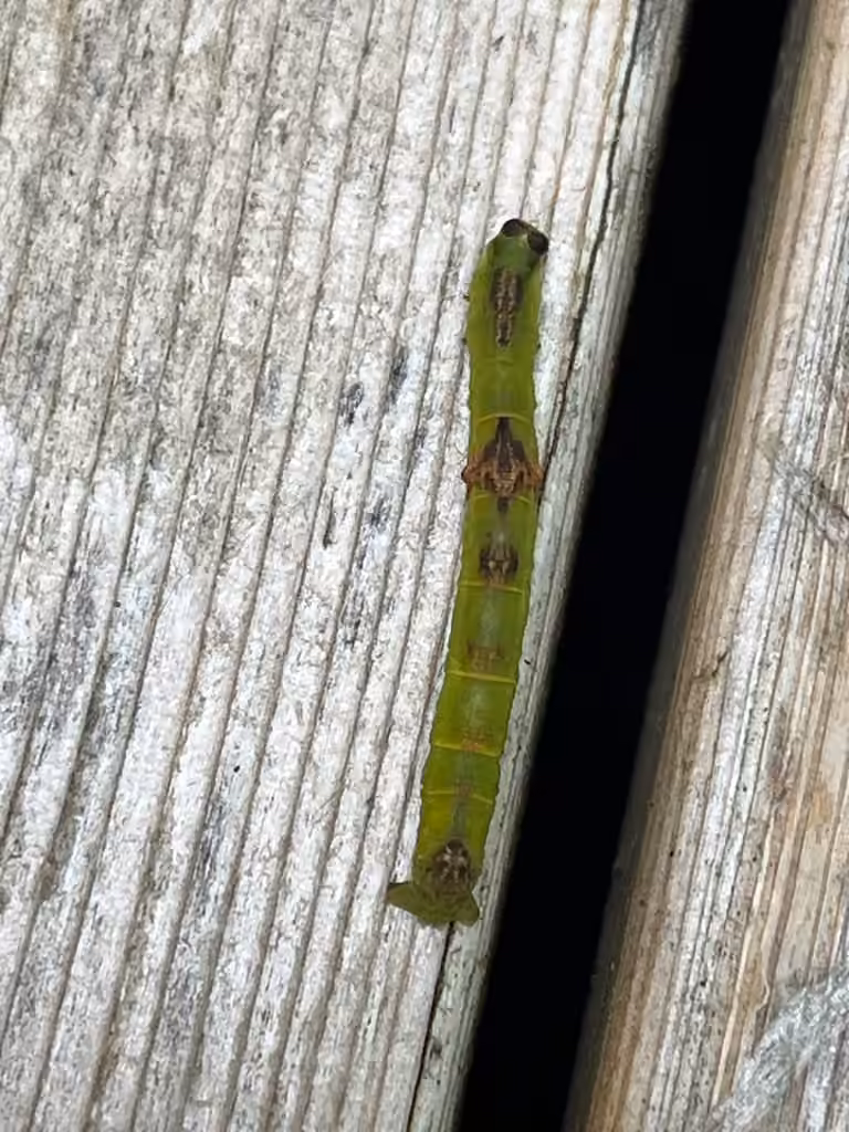 Bent-line Gray, Chenille