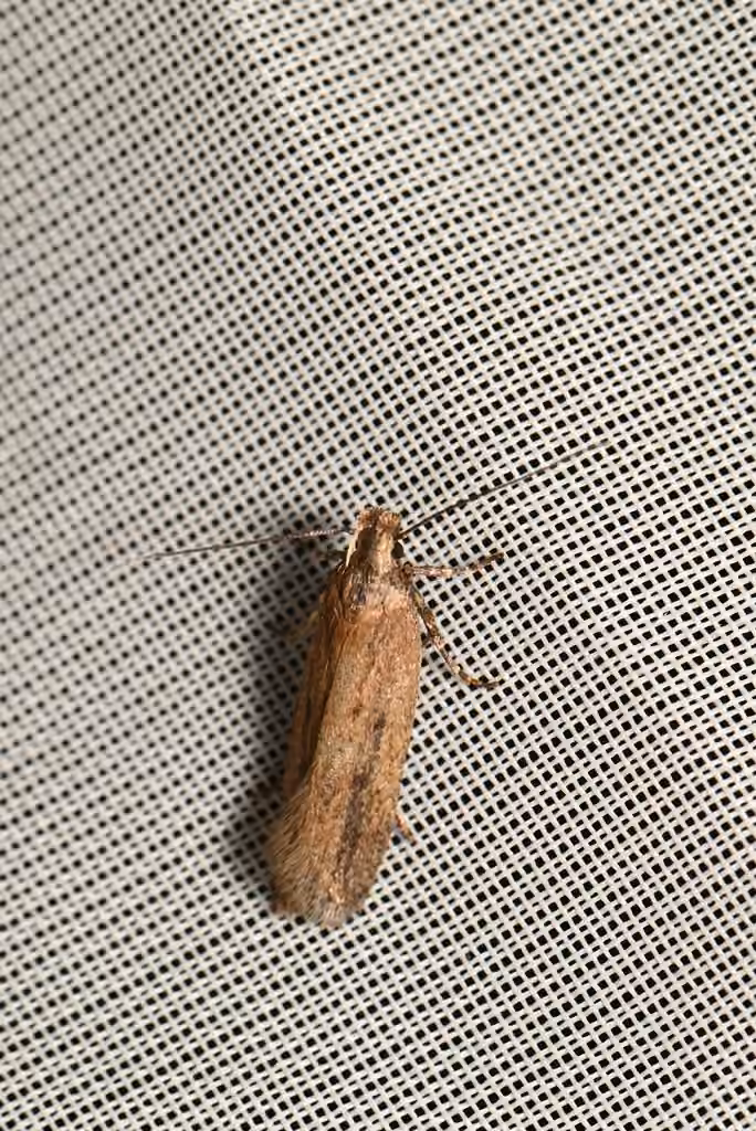 Chionodes praeclarella, Adulte