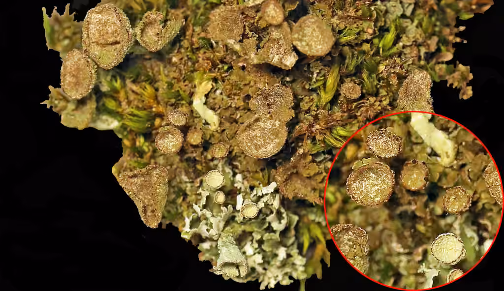 Gray's Cup Lichen, photo 3 of 5