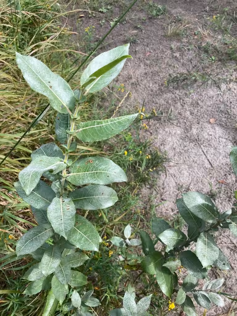 Saule à feuilles cordées, Sans fleurs ni fruits