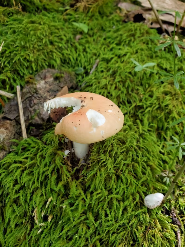 Russula pusilla, photo 1 of 5