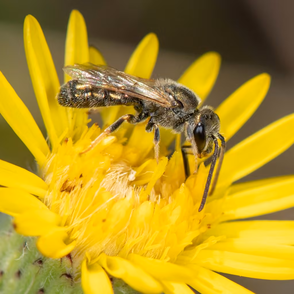 Hairy Sweat Bee, Male