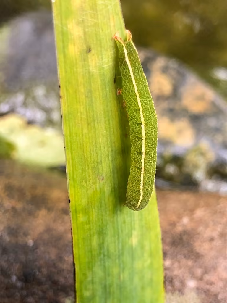 Red-lined Panopoda Moth, Caterpillar