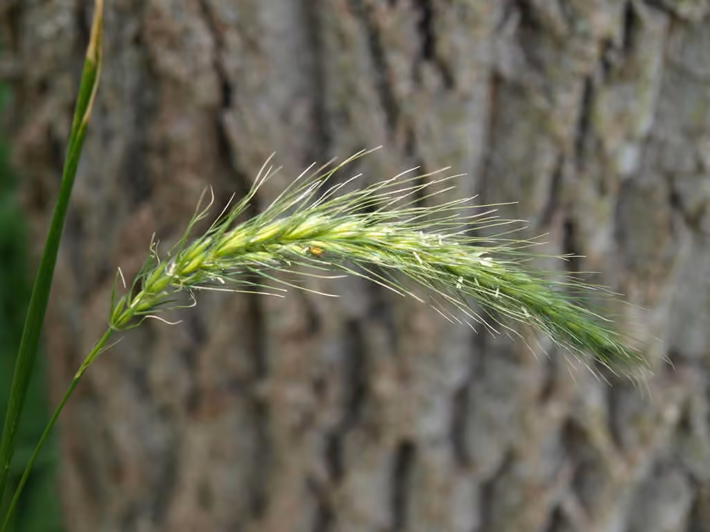 Slender wild-rye, photo 3 of 5