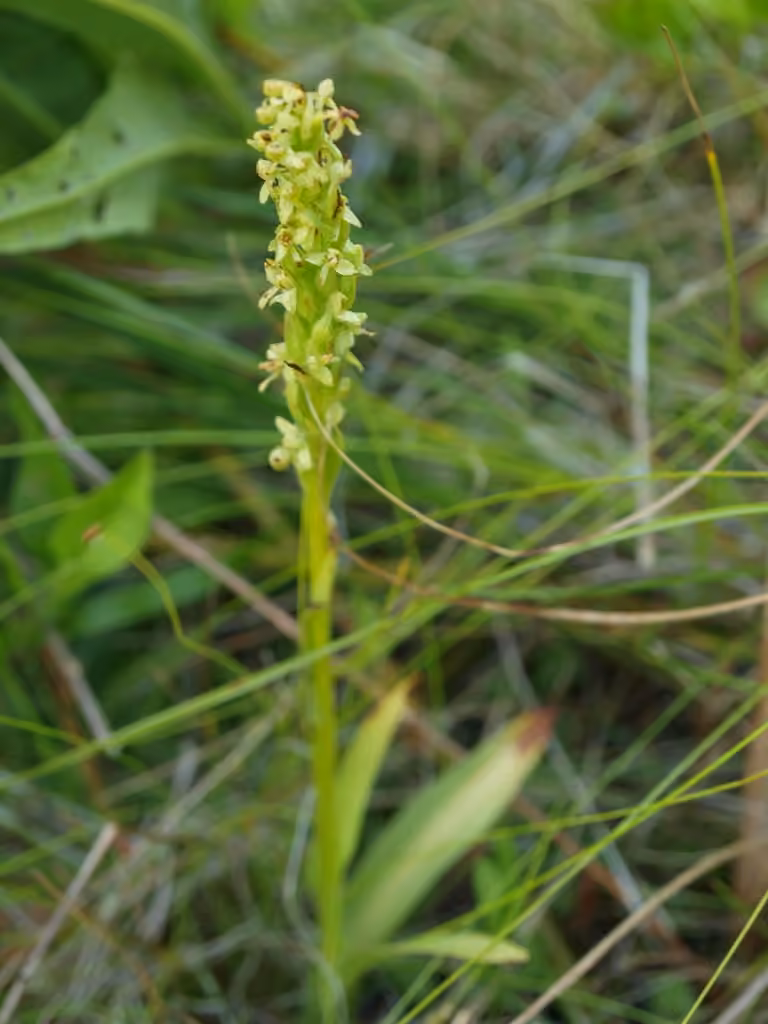 Northern green orchid