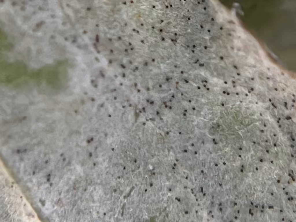 Peony Powdery Mildew, photo 3 of 5