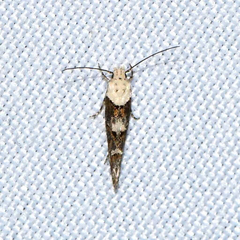 White-based Mompha, photo 2 of 5