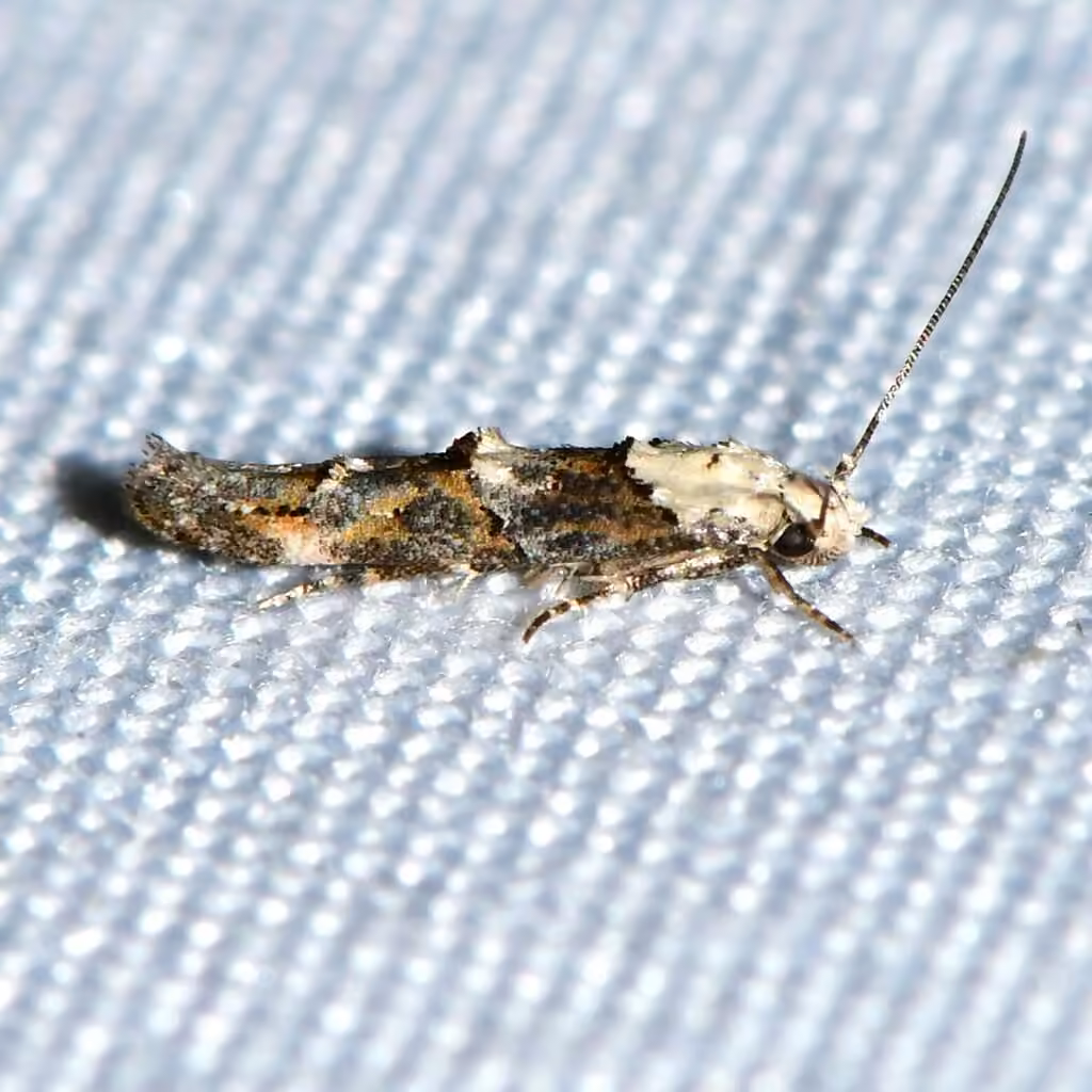 White-based Mompha, photo 1 of 5