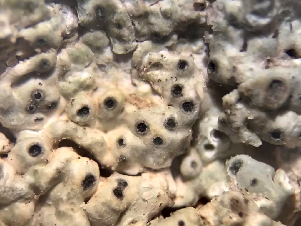 Lichen yeux de belle-mère, photo 2 sur 5