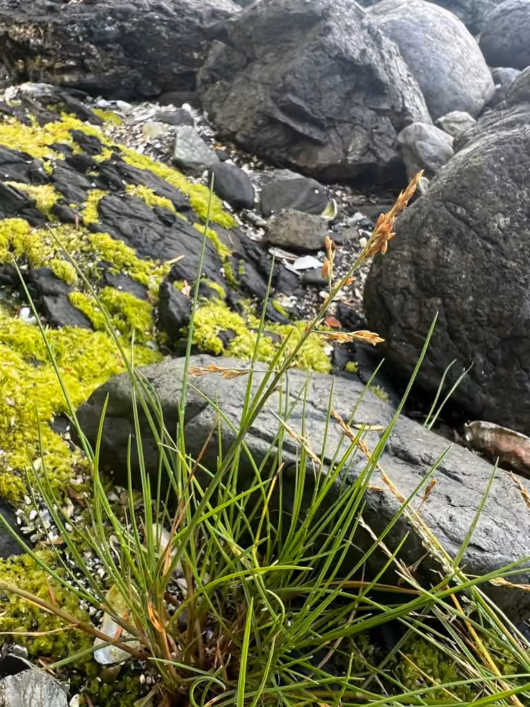 Nootka alkaligrass, photo 3 of 5