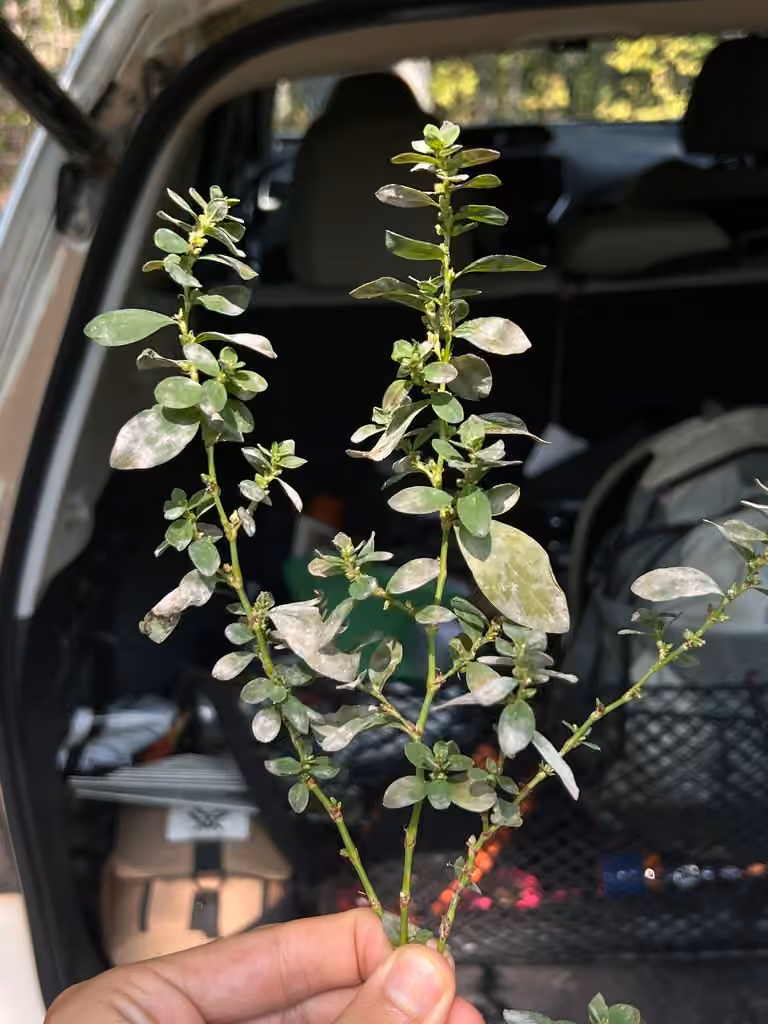 Renouée dressée, En fleurs