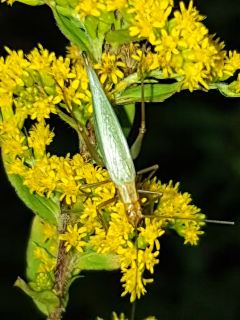 Pine Tree Cricket, Male