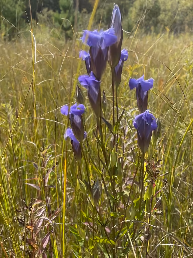 Gentiane frangée, En fleurs