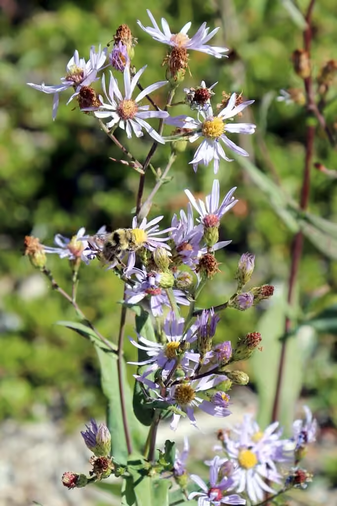 Aster lisse, En fruits