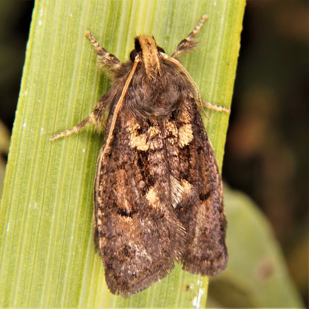 Dark Acrolophus