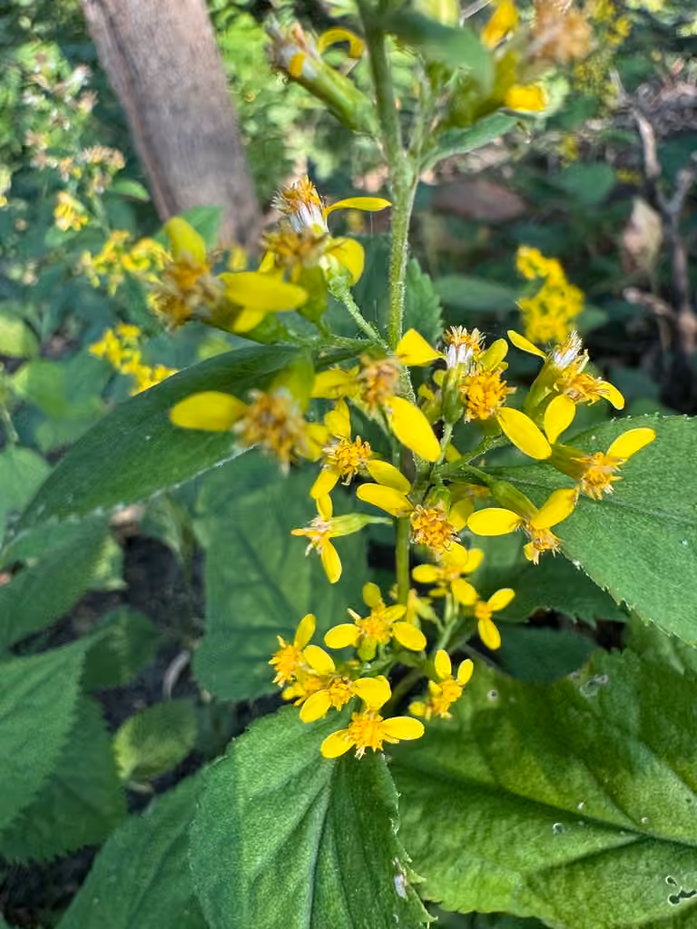 Verge d'or à tige zigzagante, En fruits