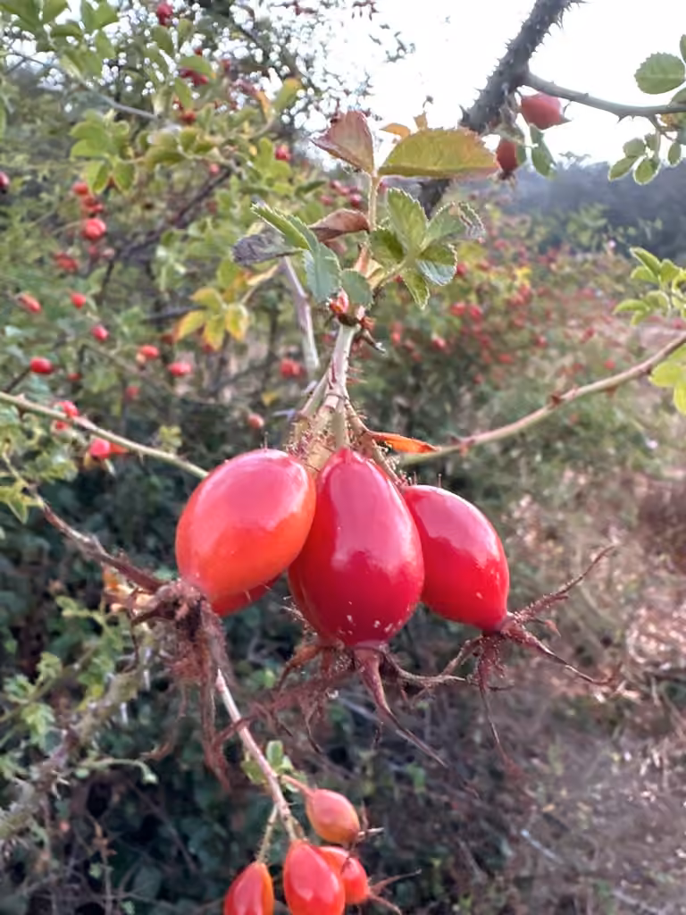 Sweetbriar rose, In fruit