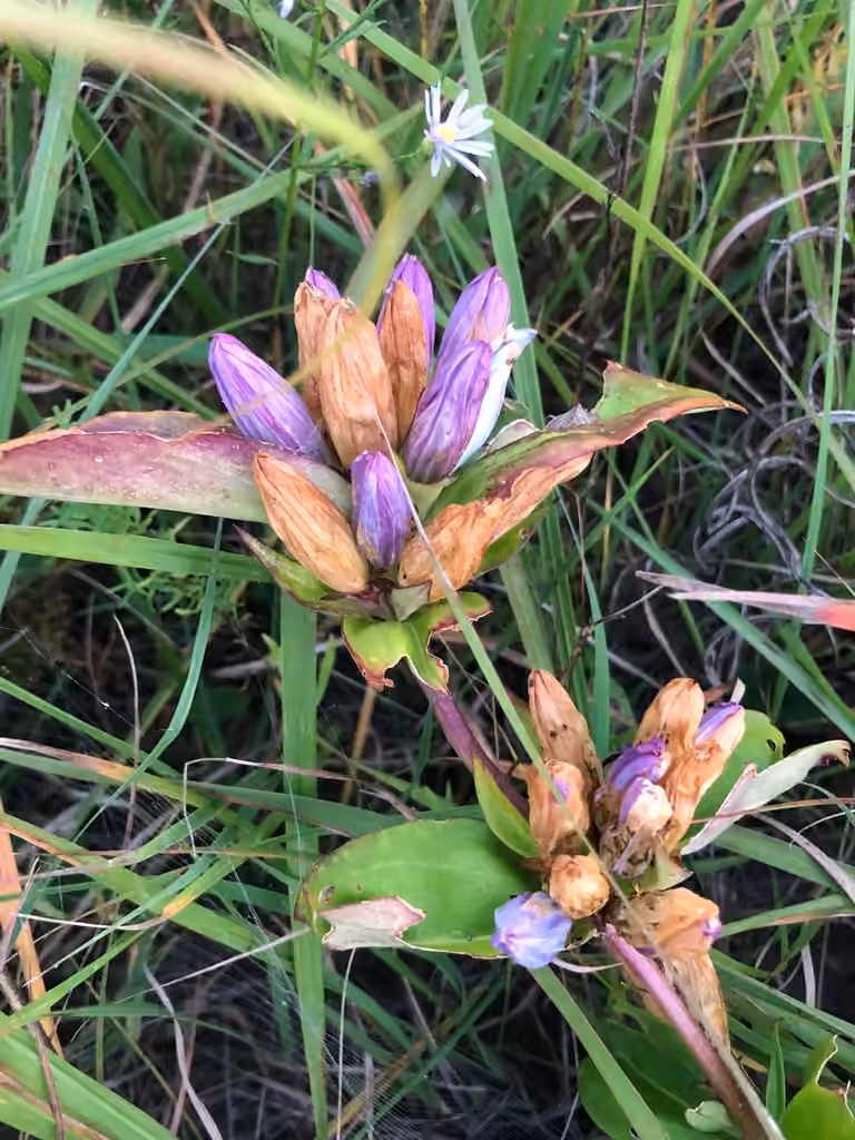 Closed bottle gentian, In fruit