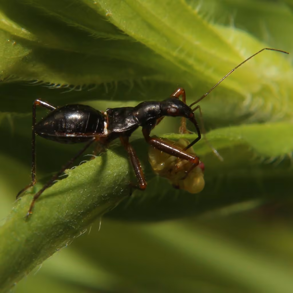 Punaise demoiselle noire, Nymphe