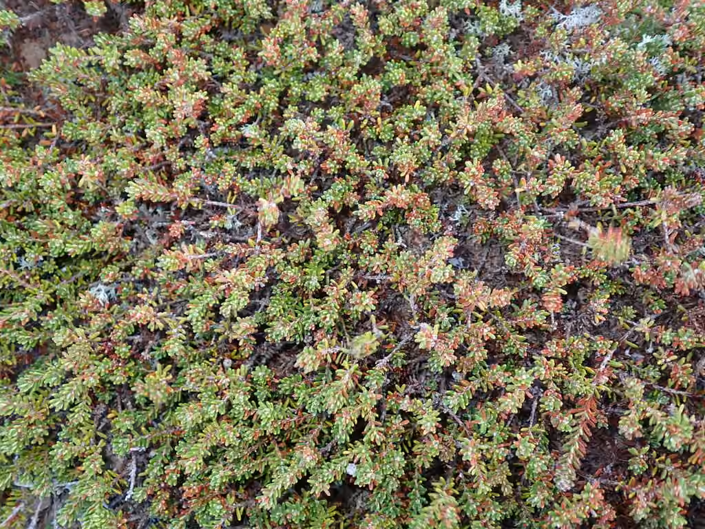 Camarine d'Eames, Sans fleurs ni fruits