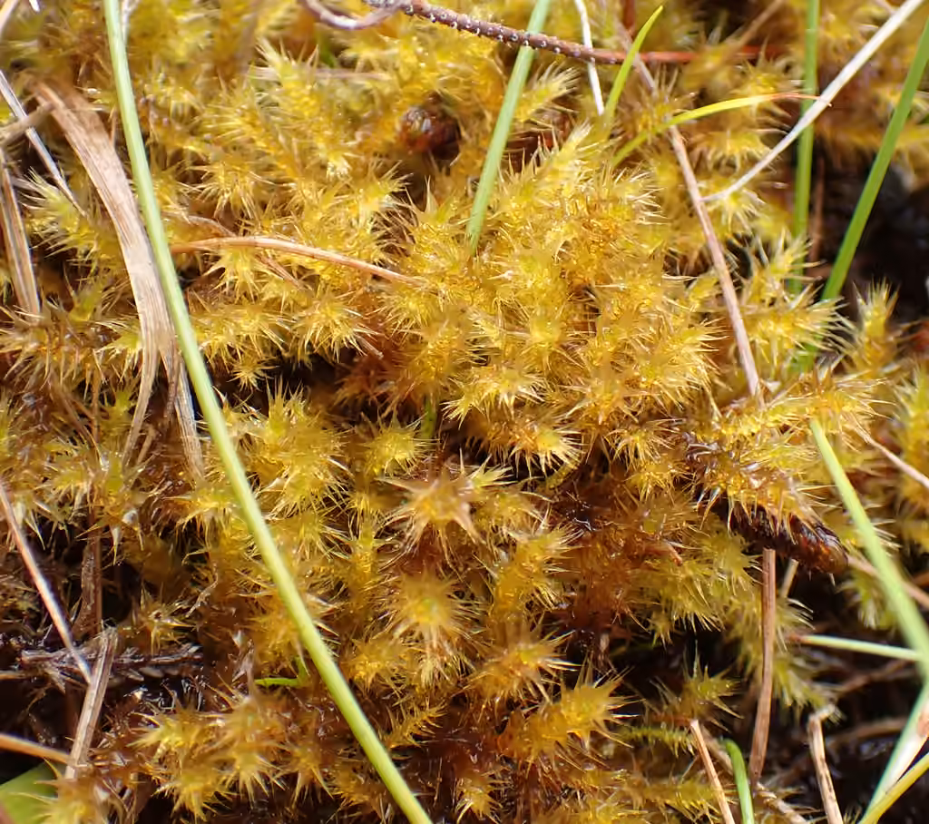 Campylie étoilée
