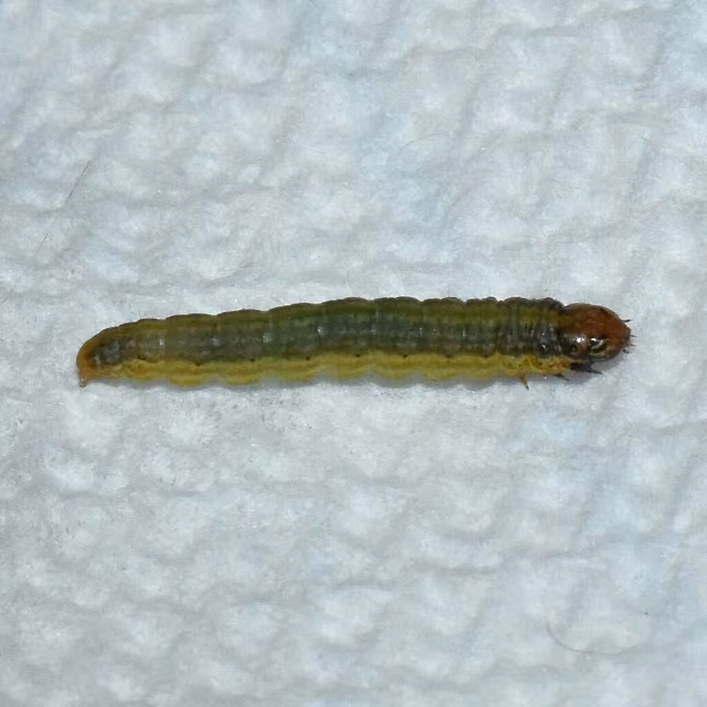 Tlascala Moth, Caterpillar