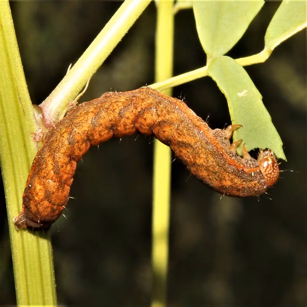 Speckled Cutworm Moth, Chenille