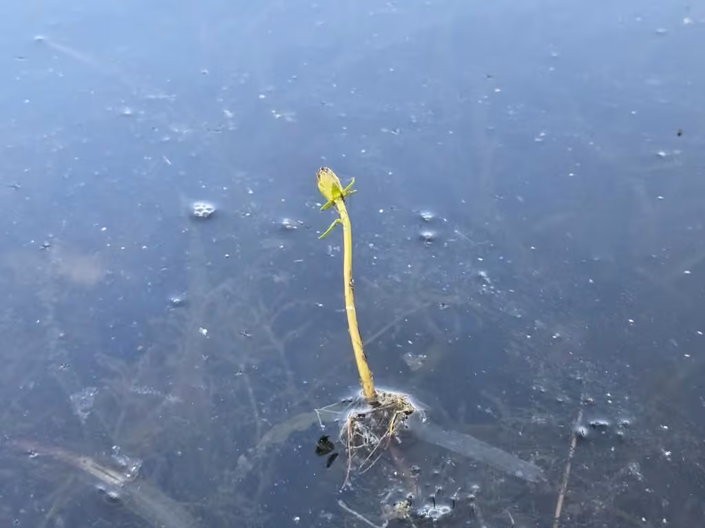 Beck's water-marigold, In fruit