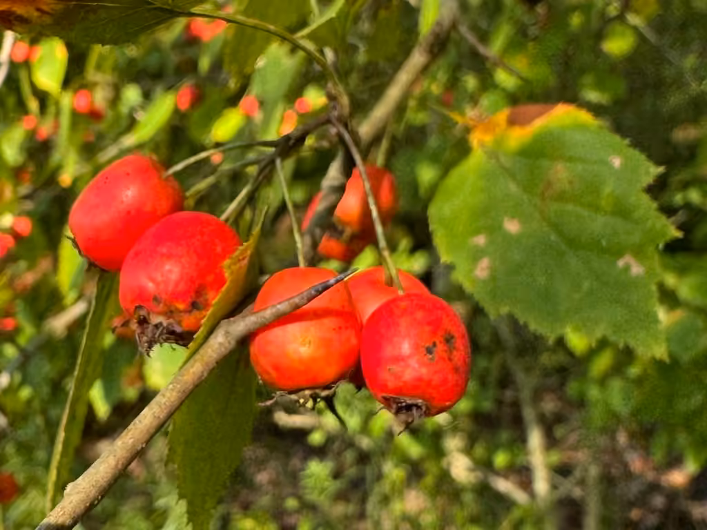 Aubépine à lobes aigus, En fruits