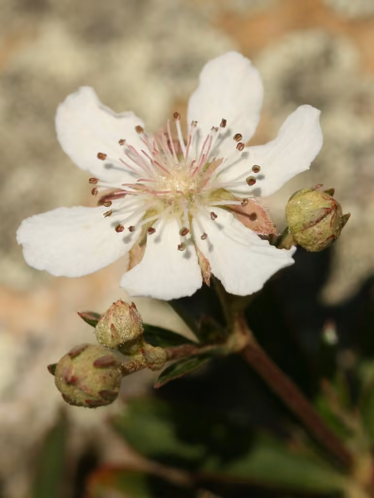 Potentille tridentée, photo 1 sur 5