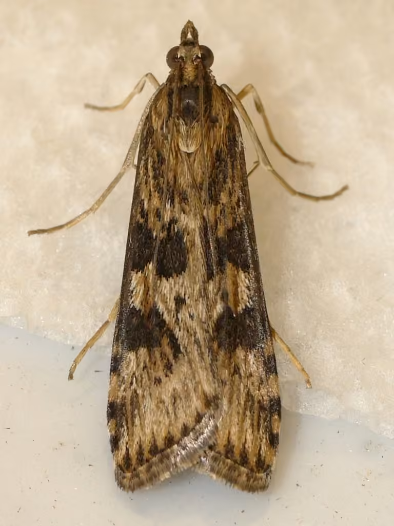 Lucerne Moth, photo 3 of 5