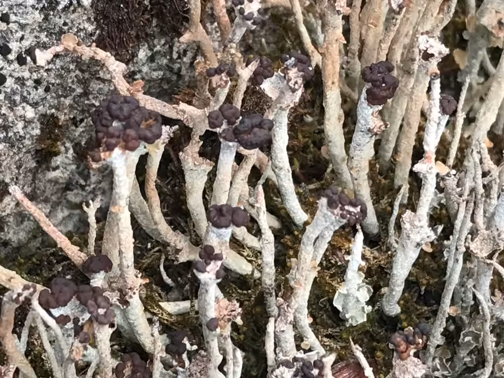 Alpine Cladonia, photo 2 of 5