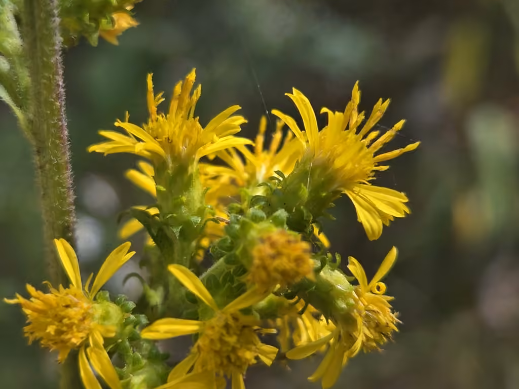 Verge d'or squarreuse, En fruits