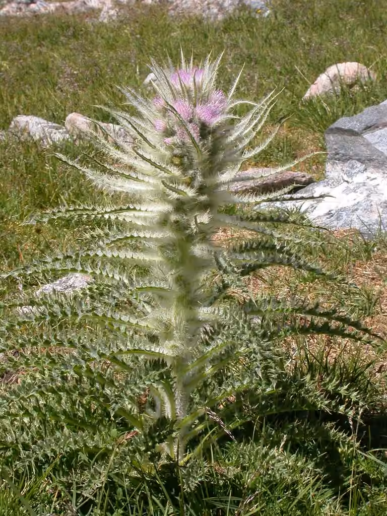 Meadow thistle, photo 1 of 5