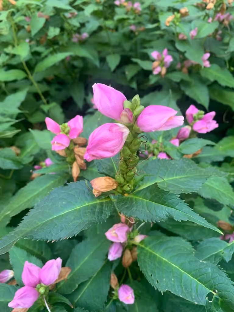 Pink turtlehead, In fruit