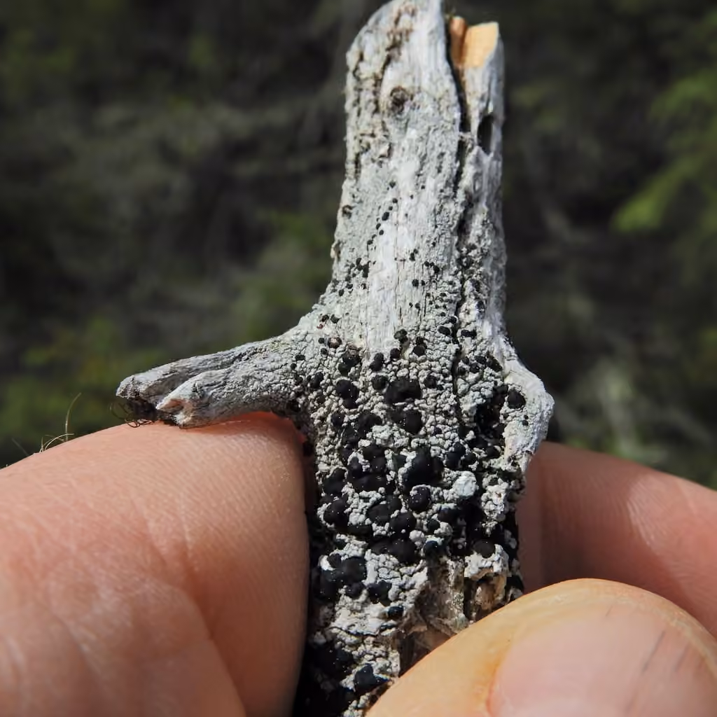 Mycoblastus sanguinarioides, photo 3 of 5