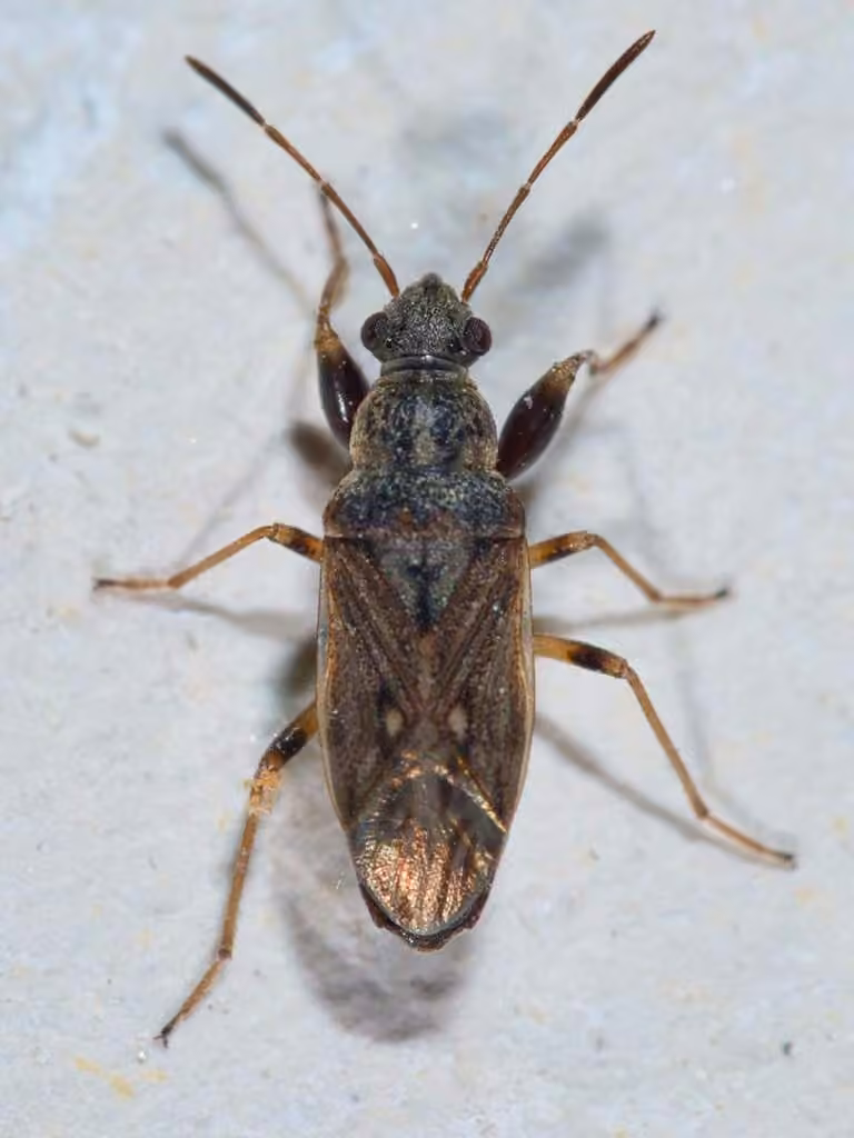 Pale-spotted Seed Bug, photo 1 sur 5