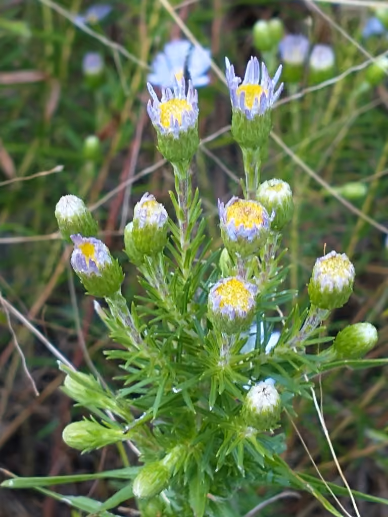 Aster à feuilles de linaire, En fleurs