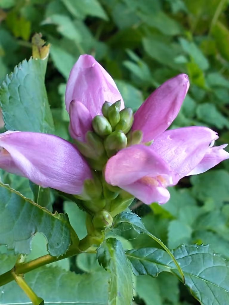 Pink turtlehead, Flower buds