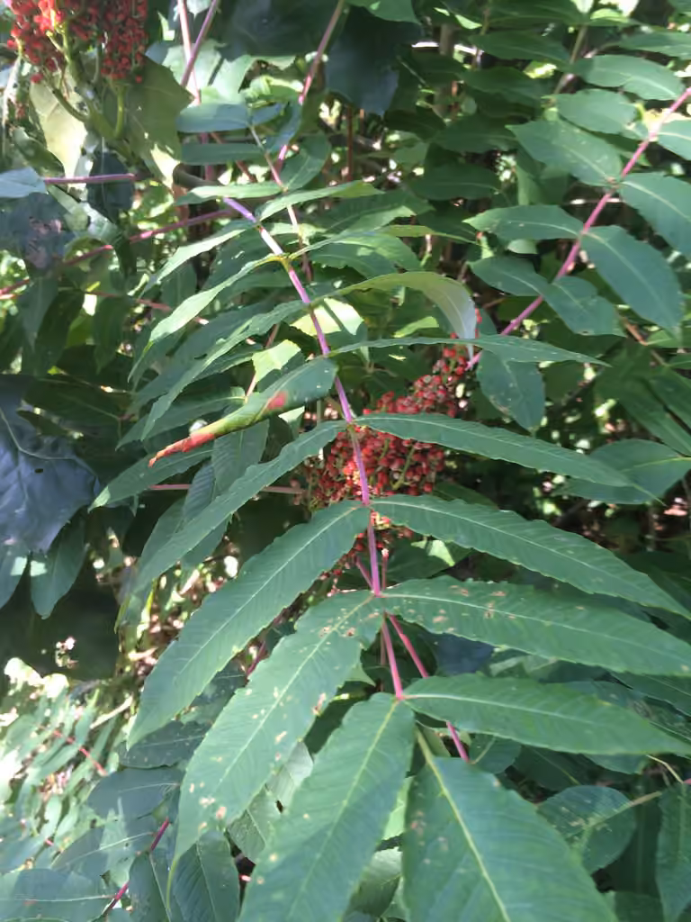 Sumac glabre, En fruits
