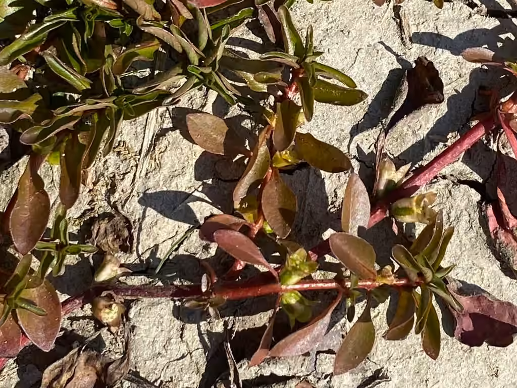 Ludwigie palustre, En boutons