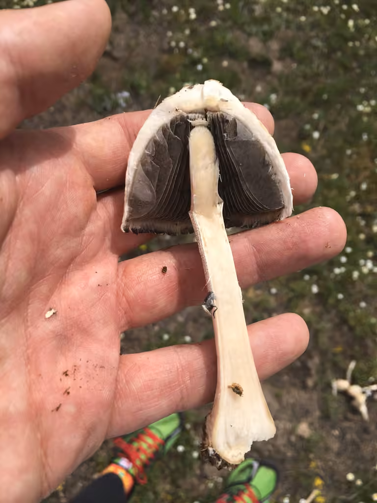 Panaeolus antillarum, photo 2 of 5