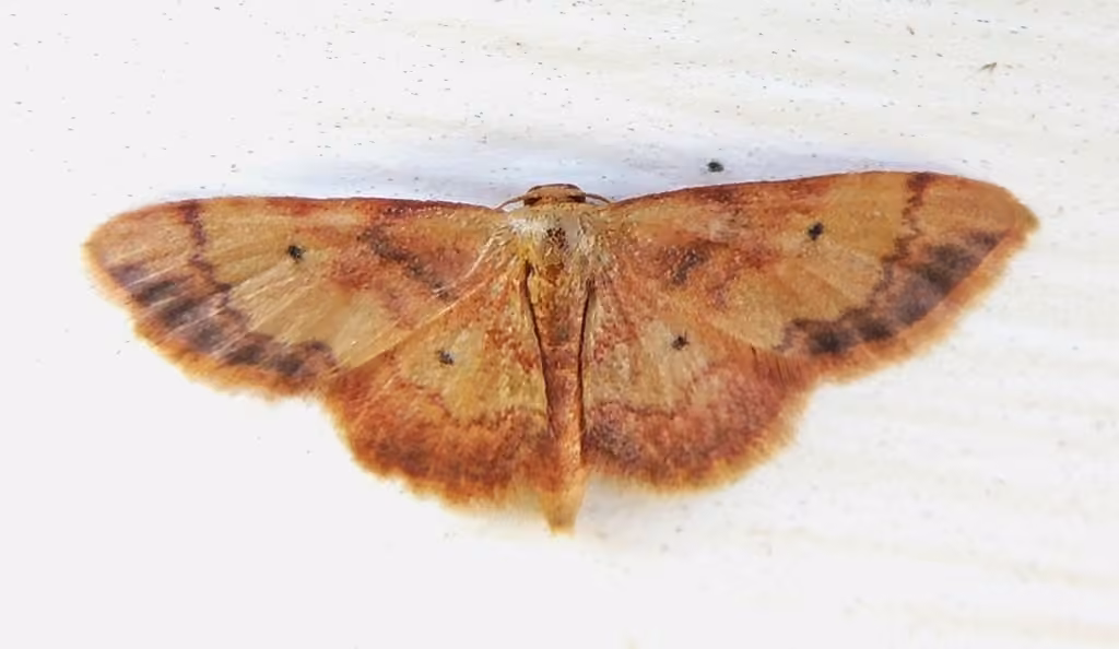 Red-bordered Wave, Adulte