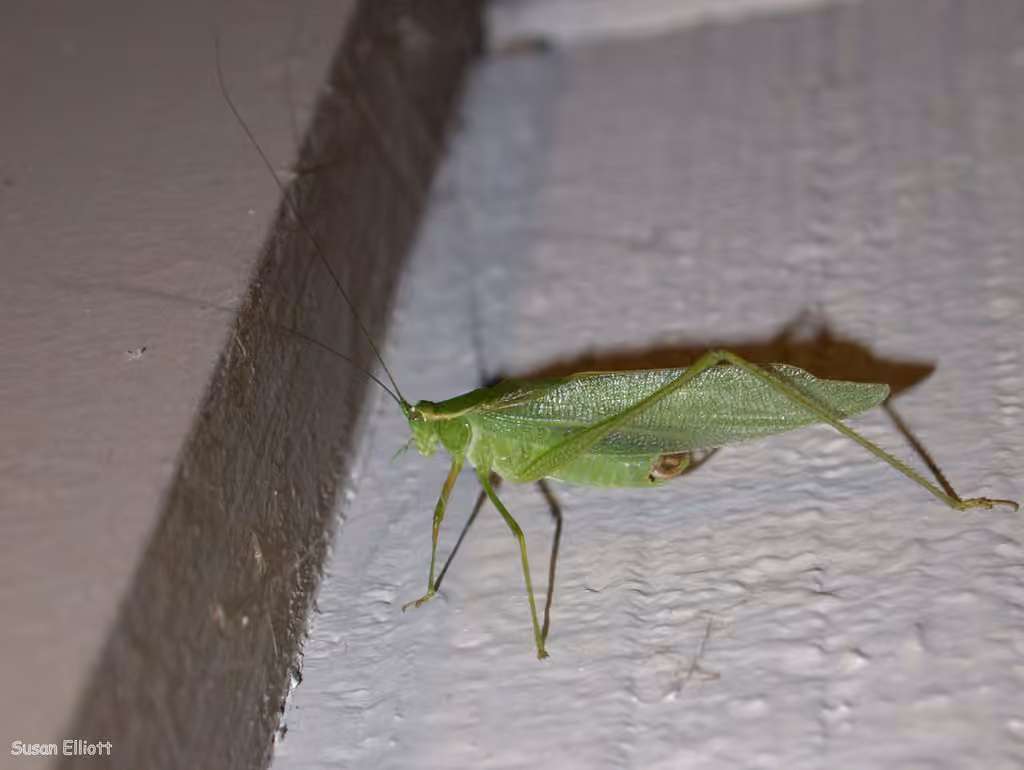 Sauterelle septentrionale, photo 3 sur 5