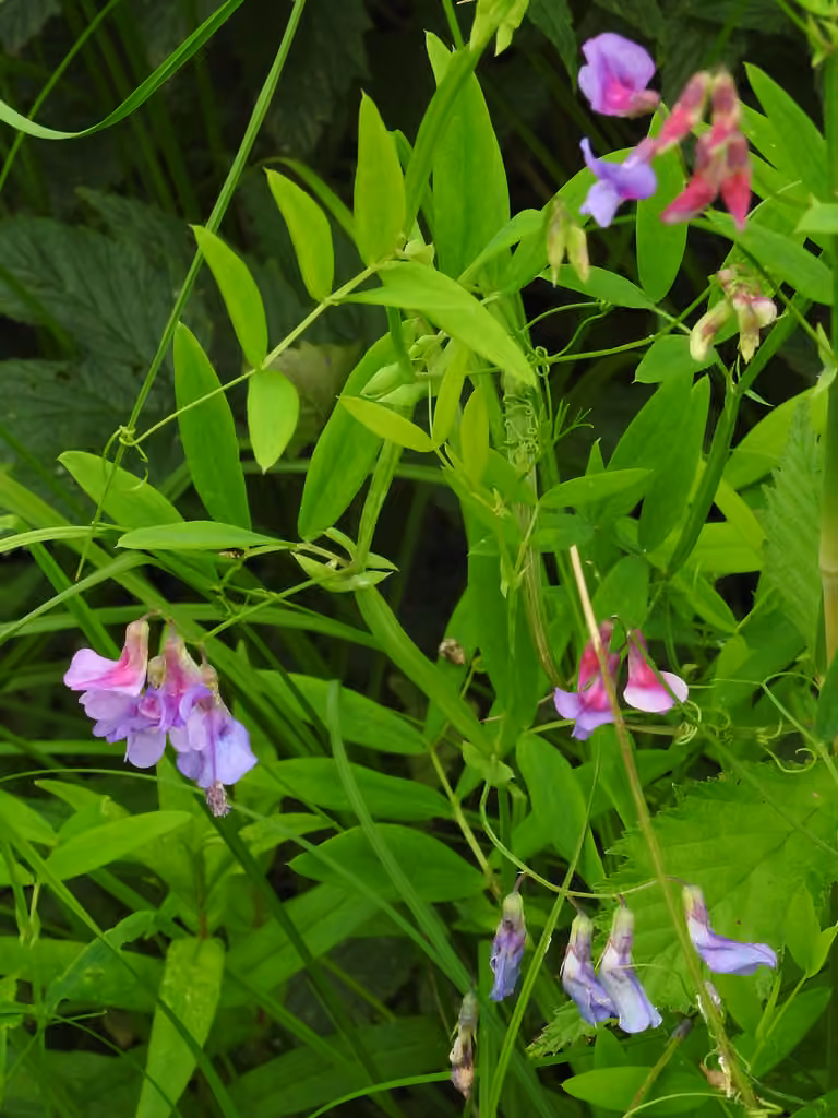 Marsh pea