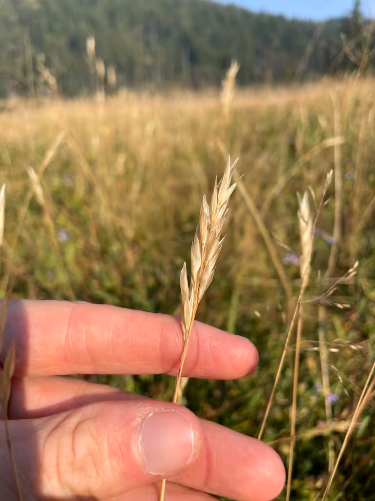 Intermediate oatgrass
