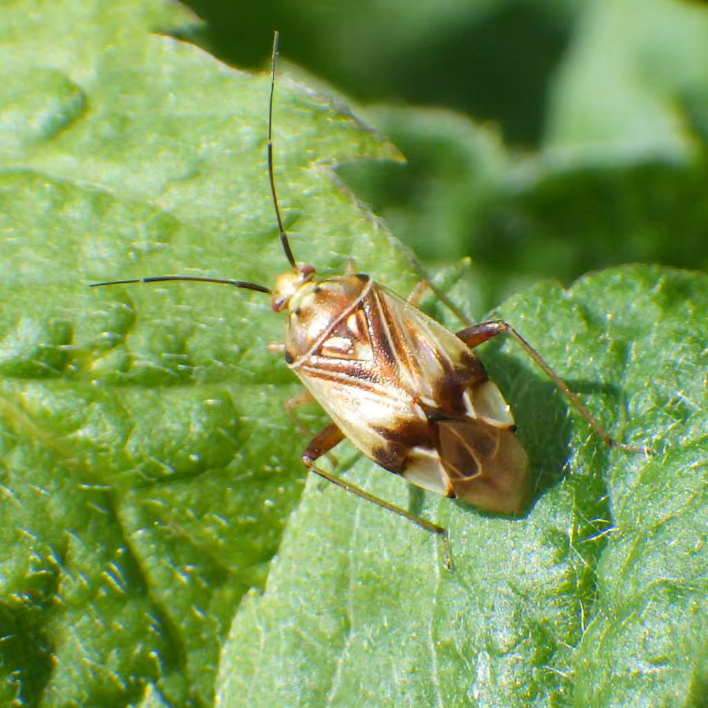 Lygus vanduzeei, photo 3 sur 5