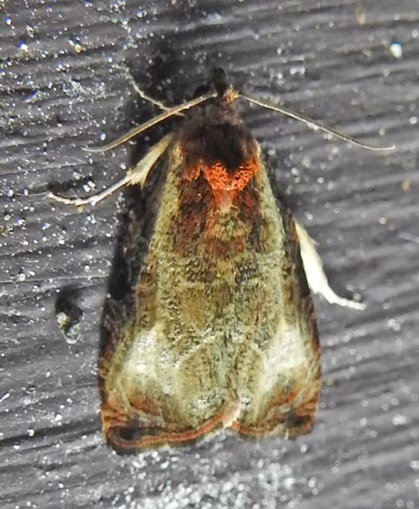 Inornate Olethreutes Moth, Adulte
