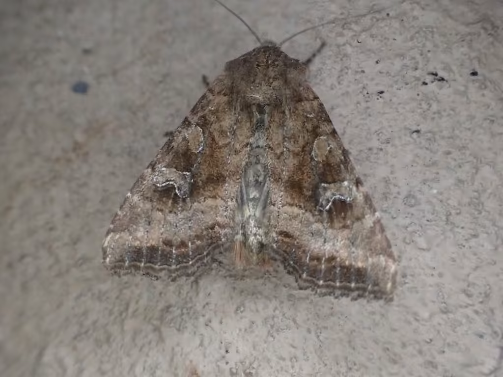 Veiled Ear Moth, photo 3 sur 5